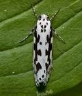 Ethmia_pusiella_cr1602s