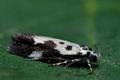 Ethmia_quadrillella_cj1072s