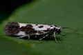 Ethmia_quadrillella_ck3727s