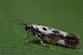 Ethmia_quadrillella_ck7549s