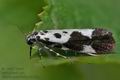 Ethmia_quadrillella_cl2138s