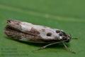 Ethmia_quadrillella_cm4048s