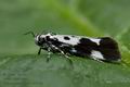 Ethmia_quadrillella_ct4638s