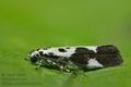 Ethmia_quadrillella_je4003s