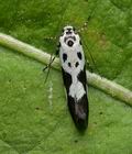 Ethmia_quadrillella_je4024s