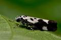 Ethmia_quadrillella_jf4292s