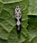 Ethmia_quadrillella_jf4316s