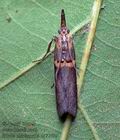 Etiella_zinckenella_cx7769s