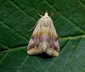 Eublemma_ostrina_jh8605s