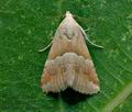 Eublemma_parva_co9434s