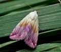Eublemma_purpurina_cf8007s