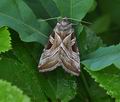 Eucarta_virgo_bo1767
