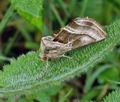 Euchalcia_variabilis_bu6376