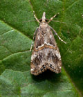 Euchromius_cambridgei_jm3621s