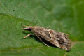 Euchromius_cambridgei_jm3640s