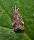Euchromius_cambridgei_jm3664s