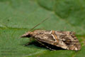 Euchromius_cambridgei_jm3691s
