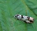 Eucosma_campoliliana_hy1577