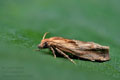 Eucosma_cana_dx8493s