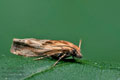 Eucosma_cana_dx8531s