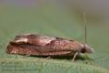 Eucosma_conterminana_cn1901s