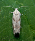 Eucosma_pupillana_dz7852s