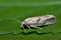 Eucosma_pupillana_dz7907s
