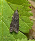 Eudonia_angustea_jm2322s