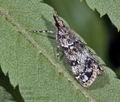 Eudonia_lacustrata_ab9586