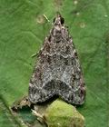 Eudonia_mercurella_cx4390s