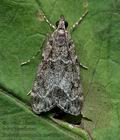 Eudonia_mercurella_cx4399s