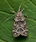 Eudonia_mercurella_jb3299s