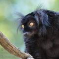 Eulemur_macaco_be1429