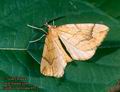 Eulithis_mellinata_6922