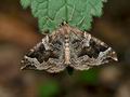 Eulithis_prunata_cv2747s