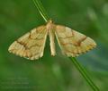 Eulithis_pyraliata_bs0214