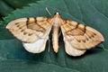 Eulithis_pyraliata_cd2790s