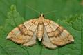 Eulithis_pyraliata_cj5125s