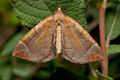 Eulithis_testata_co4079s