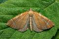 Eulithis_testata_jc3479s