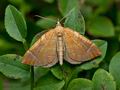 Eulithis_testata_jc3504s