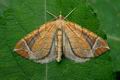 Eulithis_testata_jf6095s