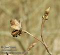 Euonymus_europaeus_aa4193