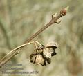 Euonymus_europaeus_aa4194