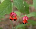 Euonymus_verrucosus_a6588