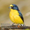 Euphonia_hirundinacea_ec1378