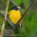 Euphonia_hirundinacea_ec1397