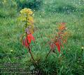 Euphorbia_amygdaloides_4761