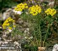 Euphorbia_cyparissias_4762