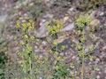 Euphorbia_esula_11604